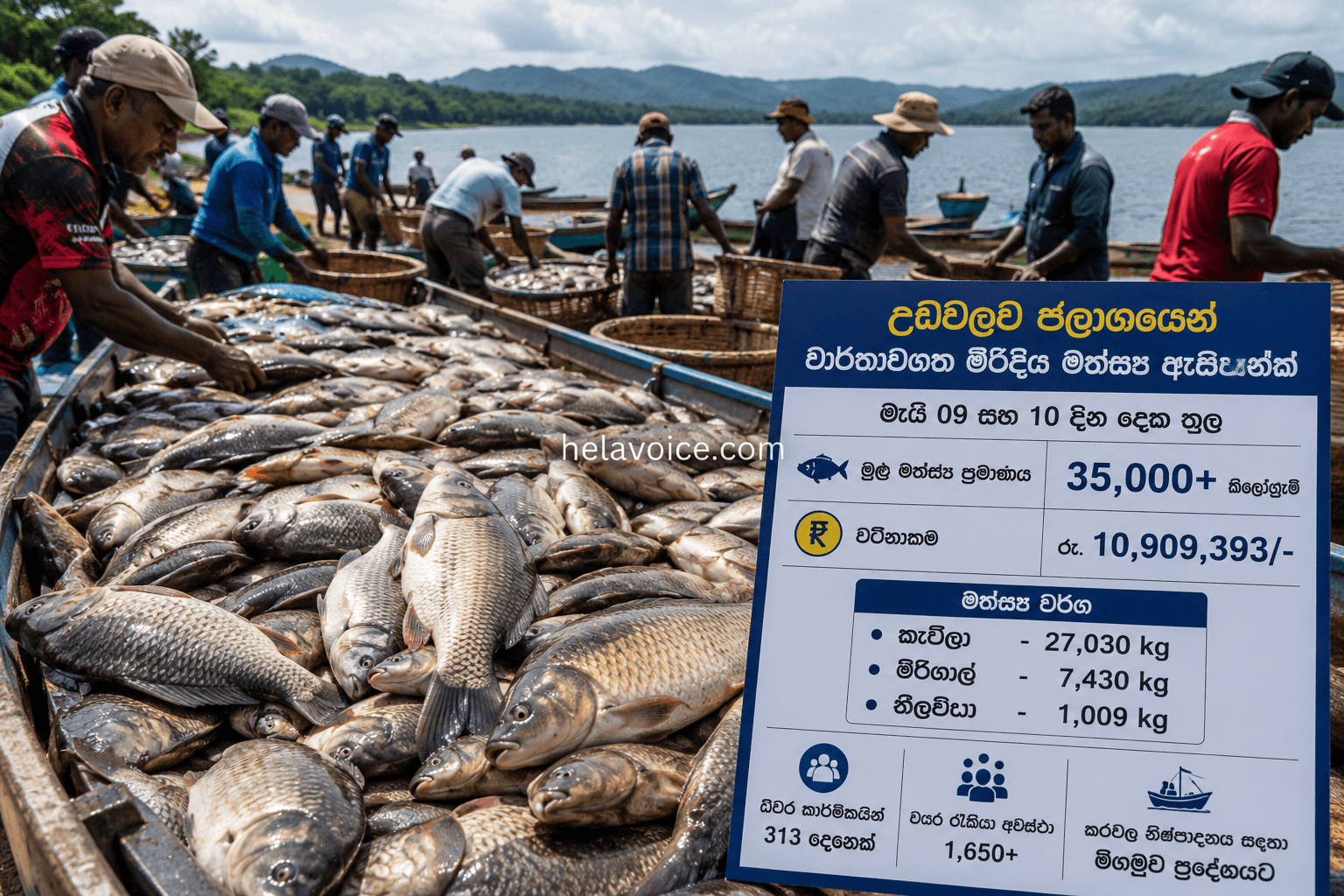 උඩවලව ජලාශයෙන් වාර්තාගත මිරිදිය මත්ස්ය අස්වැන්නක්
